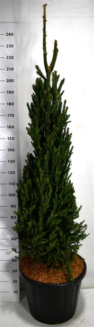 Picea a. 'Columnaris' - C80 175-200 CM